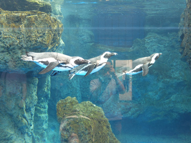 京都水族館のペンギン