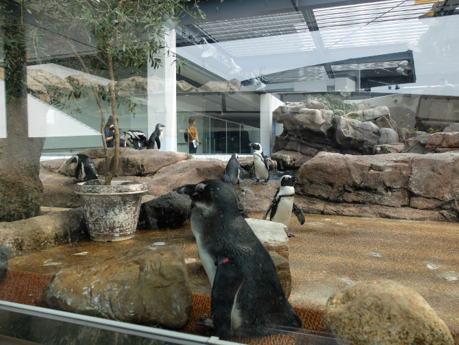 京都水族館ペンギン