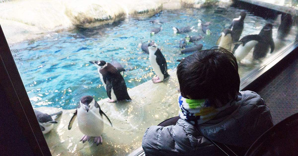 アドベンチャーワールド　ペンギン